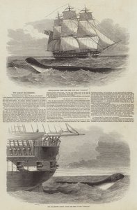 The Great Sea-Serpent